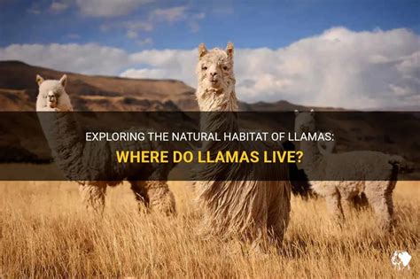 do llamas like music while exploring the vast plains at dawn